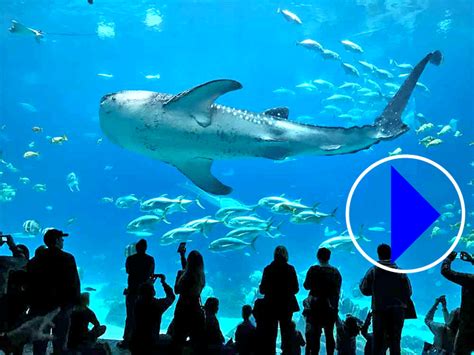 aquarium webcam|Live cams